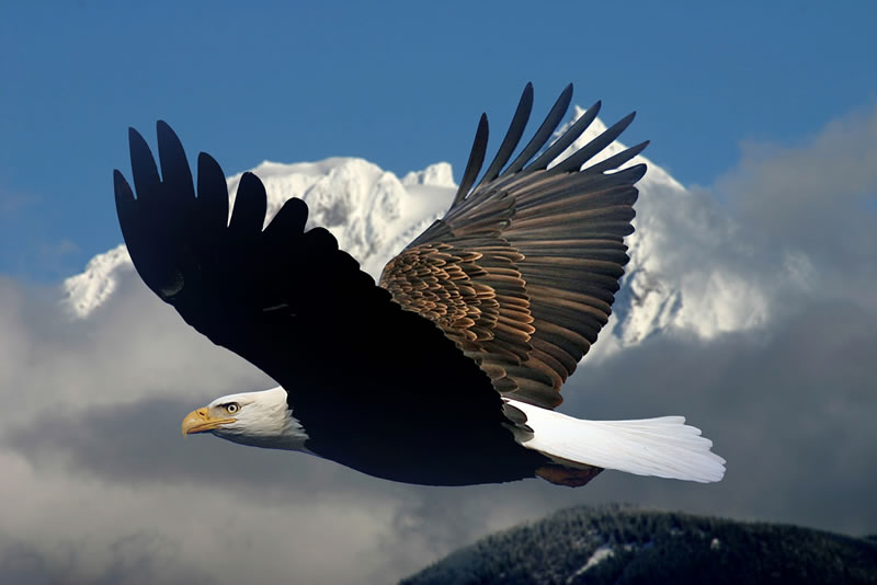 Eagle