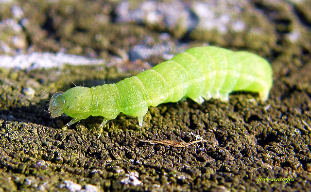 Caterpillar Unknown