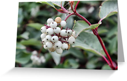 White Unknown White Unknown