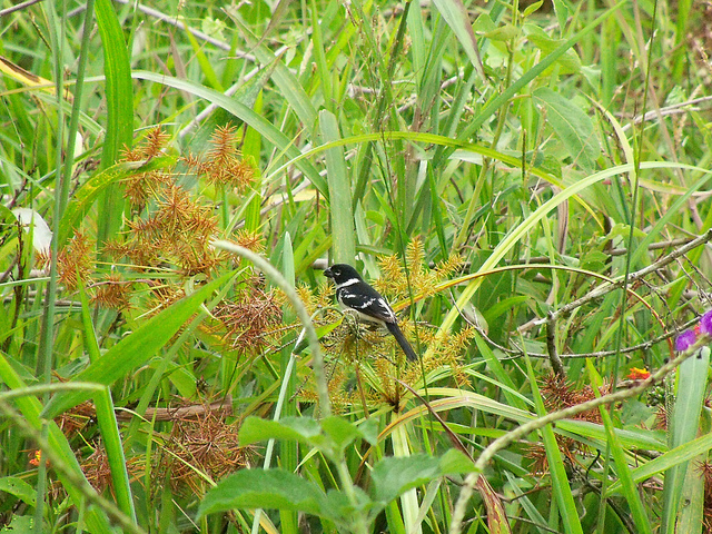 Blue Bird Unknown