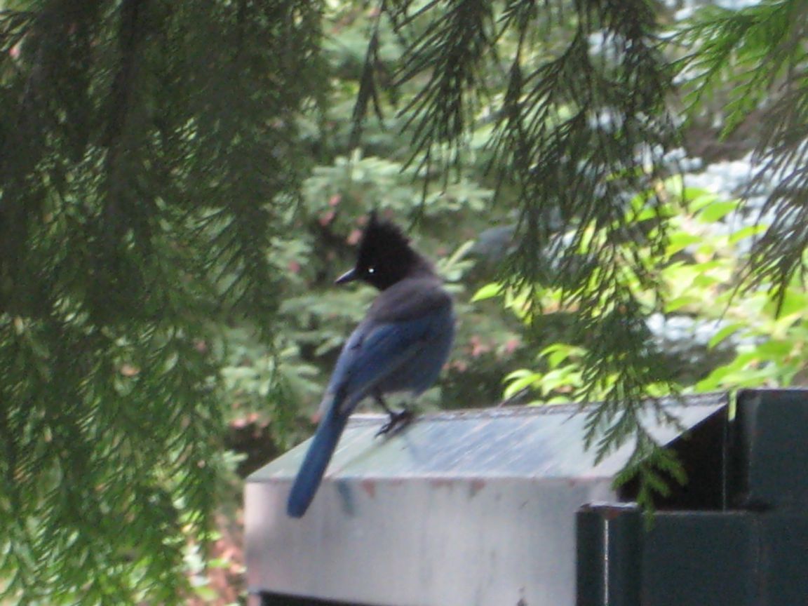 Blue Bird Trolley Blue Bird Trolley