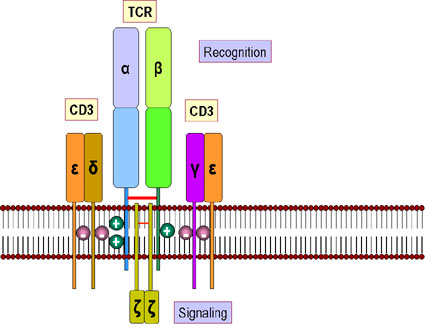 CD 3