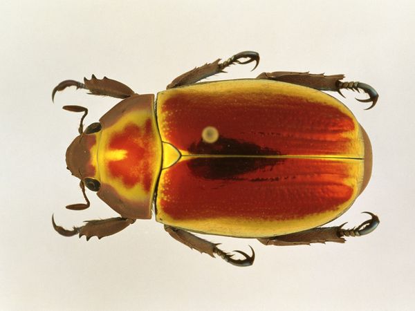 Scarab Scarab F1 1960