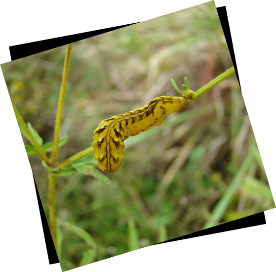 Caterpillar Unknown