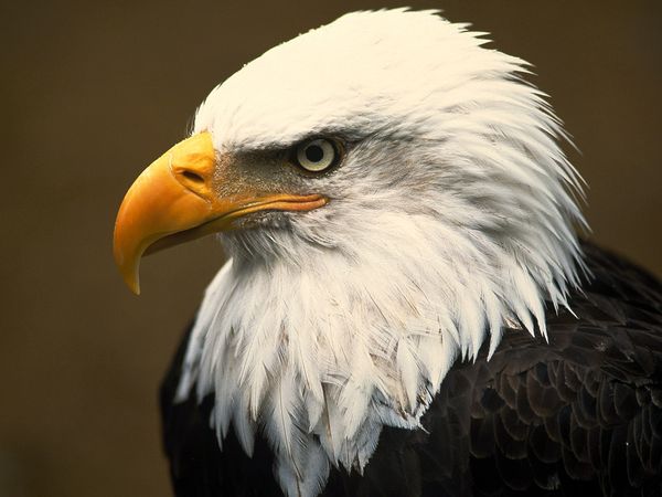 Eagle