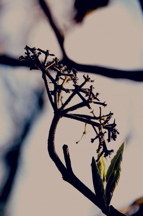 Prevost Unknown Prevost Unknown