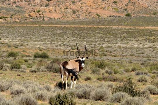 Oryx Tourer